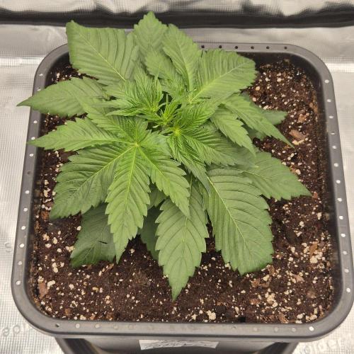 Je to jen rajče mami.... Week 3