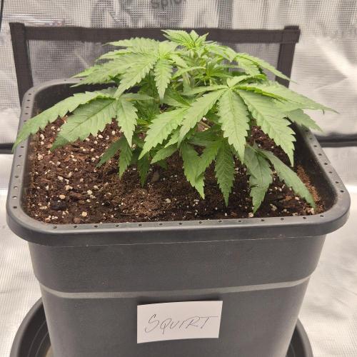 Je to jen rajče mami.... Week 3