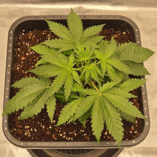 Je to jen rajče mami.... Week 3