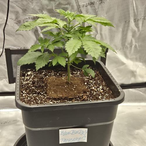 Je to jen rajče mami.... Week 3