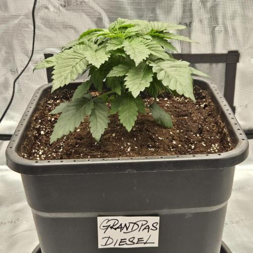 Je to jen rajče mami.... Week 3