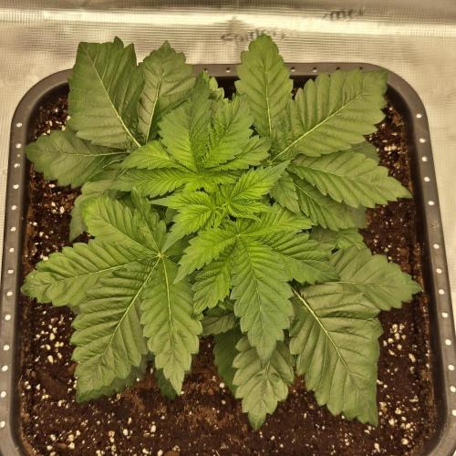 Je to jen rajče mami.... Week 3