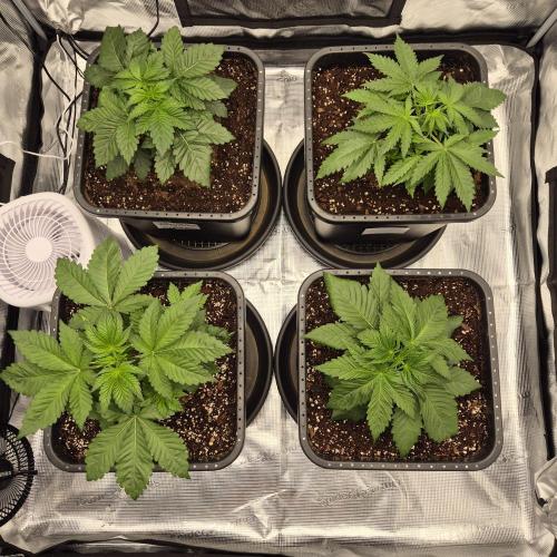 Je to jen rajče mami.... Week 3