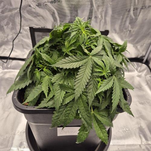 Je to jen rajče mami.... Week 4
