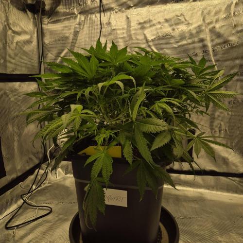 Je to jen rajče mami.... Week 7 - 33cm, 7l zálivka