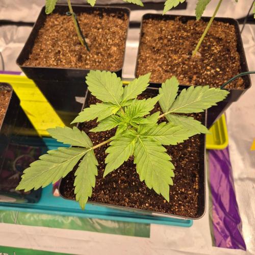 Autumn 2026. Week 3