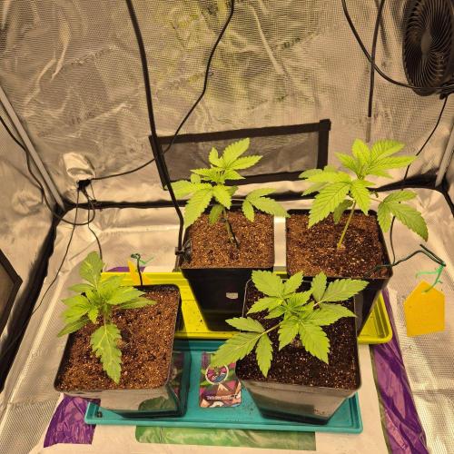 Autumn 2026. Week 3