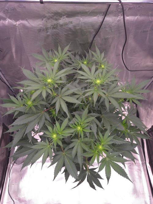 Autumn 2026. Week 9