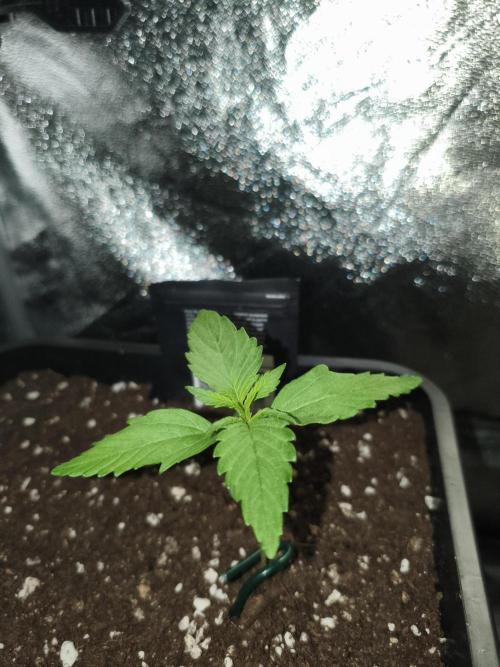 Frostbanger Auto - Fast buds. Week 2