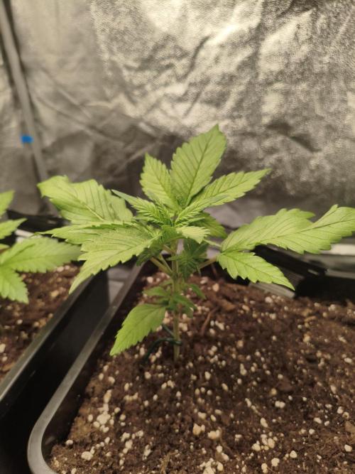 Frostbanger Auto - Fast buds. Week 3