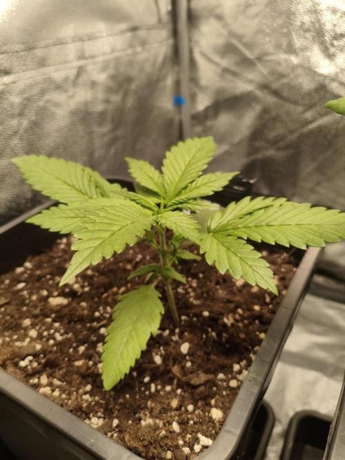 Lemon Cherry Cokkies Auto - Fast buds. Week 3