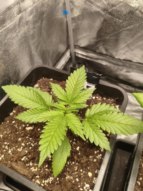 Lemon Cherry Cokkies Auto - Fast buds. Week 3