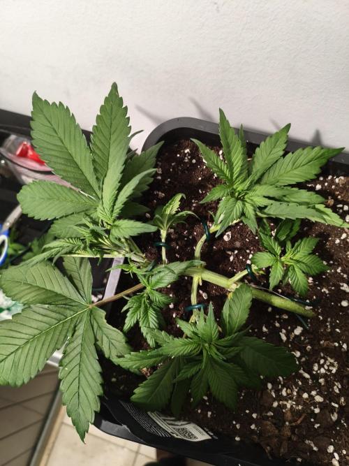 Frostbanger Auto - Fast buds. Week 4