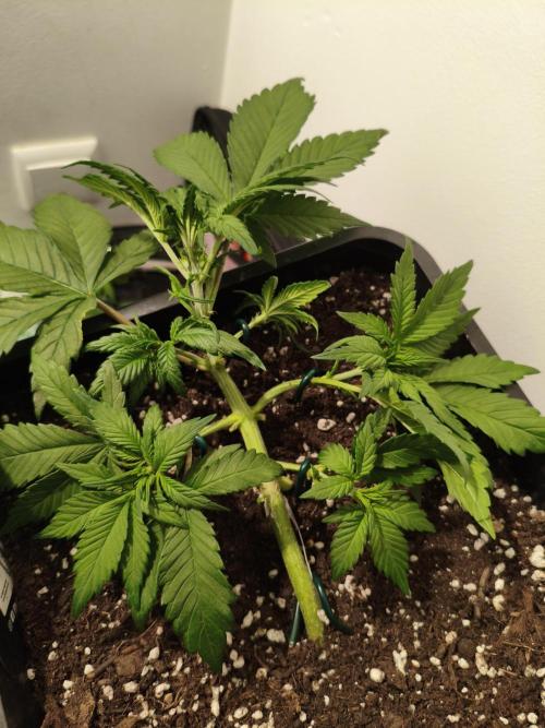 Frostbanger Auto - Fast buds. Week 4
