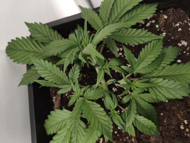Lemon Cherry Cokkies Auto - Fast buds. Week 4