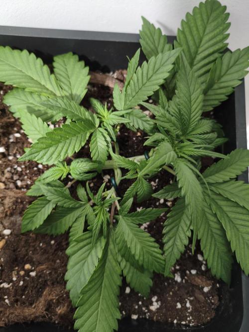 Lemon Cherry Cokkies Auto - Fast buds. Week 4