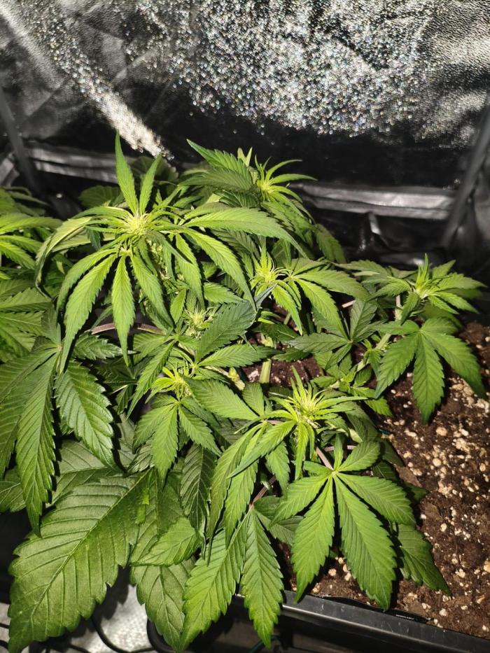 Frostbanger Auto - Fast buds. Week 5