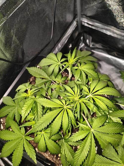 Lemon Cherry Cokkies Auto - Fast buds. Week 5