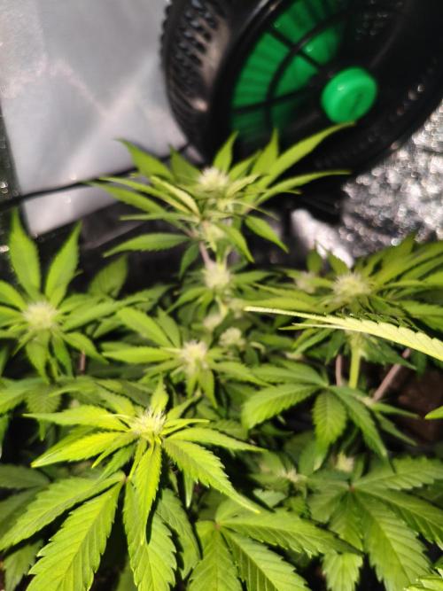 Frostbanger Auto - Fast buds. Week 6
