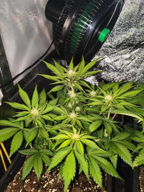 Frostbanger Auto - Fast buds. Week 6