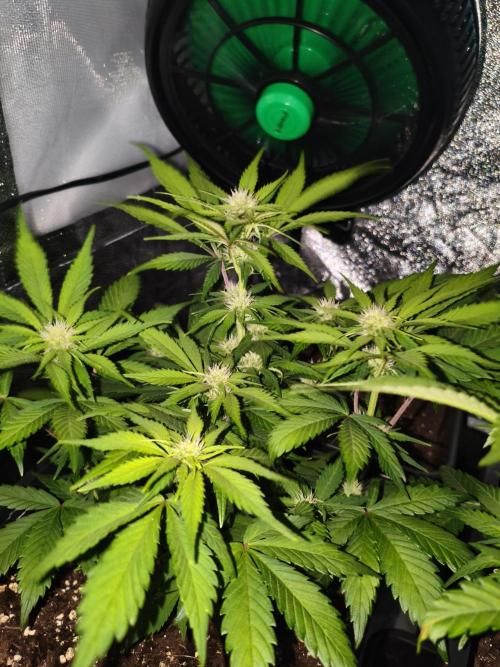 Frostbanger Auto - Fast buds. Week 6