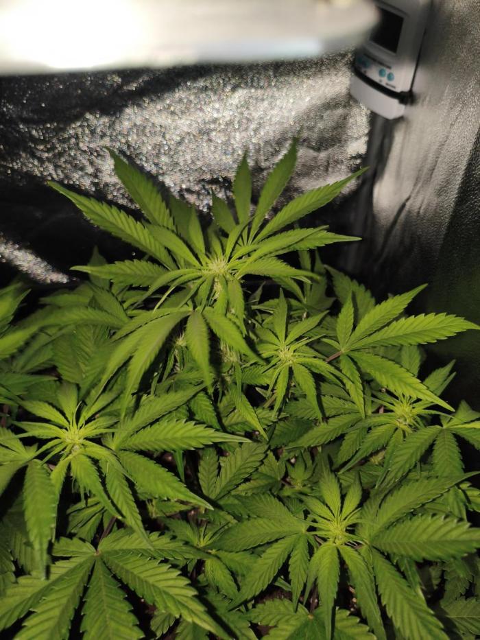 Lemon Cherry Cokkies Auto - Fast buds. Week 6