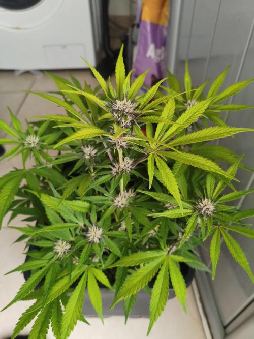 Lemon Cherry Cokkies Auto - Fast buds. Week 7