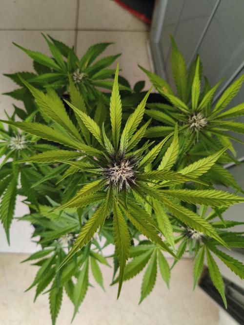 Lemon Cherry Cokkies Auto - Fast buds. Week 7