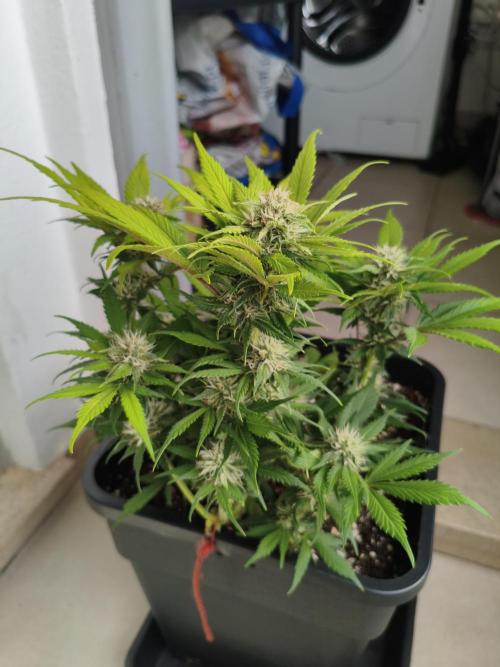 Frostbanger Auto - Fast buds. Week 7