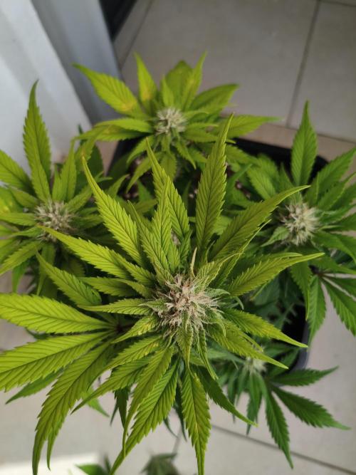 Frostbanger Auto - Fast buds. Week 7