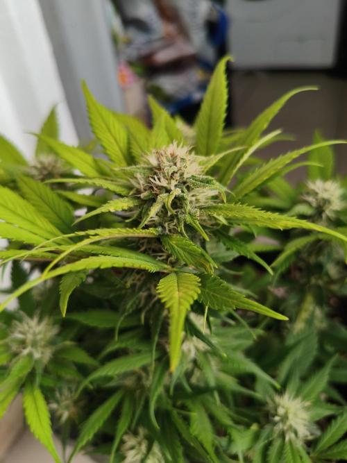 Frostbanger Auto - Fast buds. Week 7