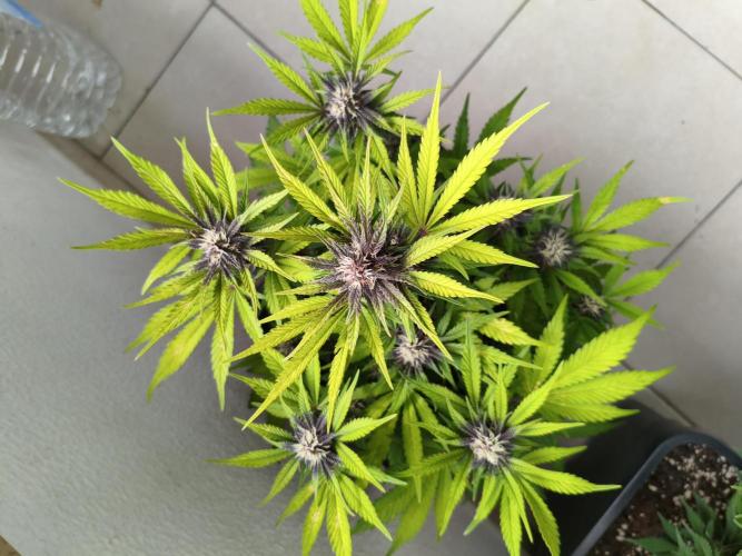 Lemon Cherry Cokkies Auto - Fast buds. Week 8