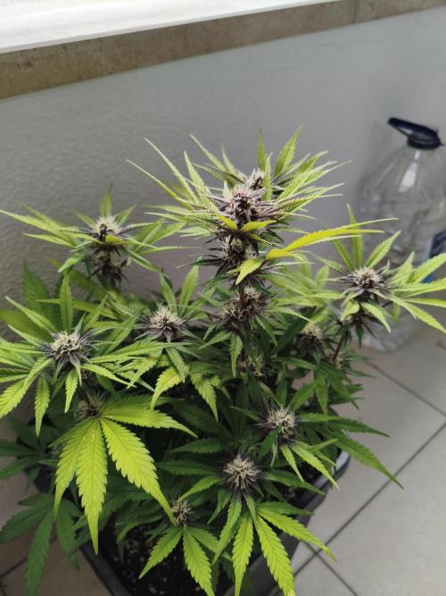 Lemon Cherry Cokkies Auto - Fast buds. Week 8