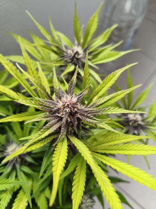 Lemon Cherry Cokkies Auto - Fast buds. Week 8