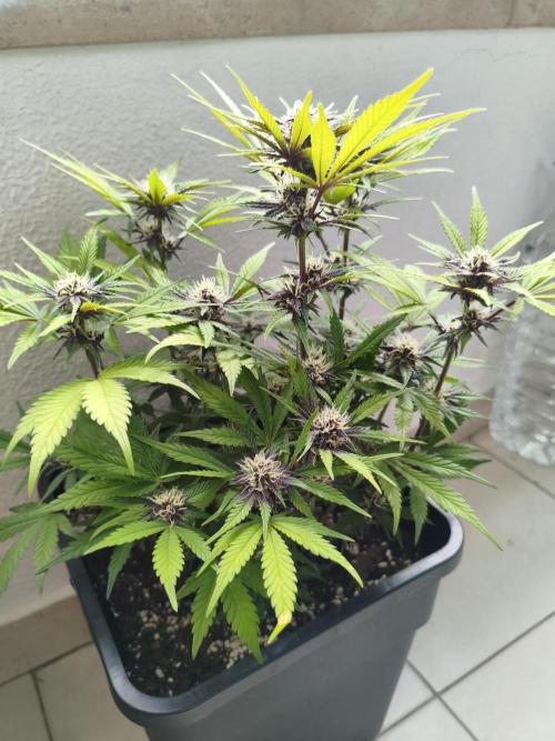 Lemon Cherry Cokkies Auto - Fast buds. Week 8