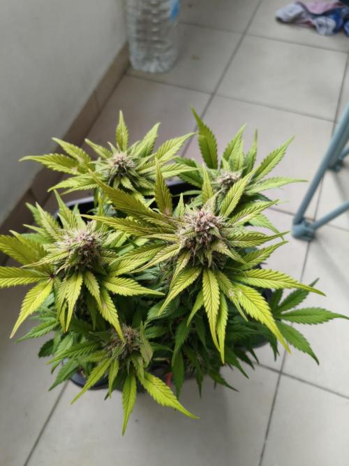 Frostbanger Auto - Fast buds. Week 8