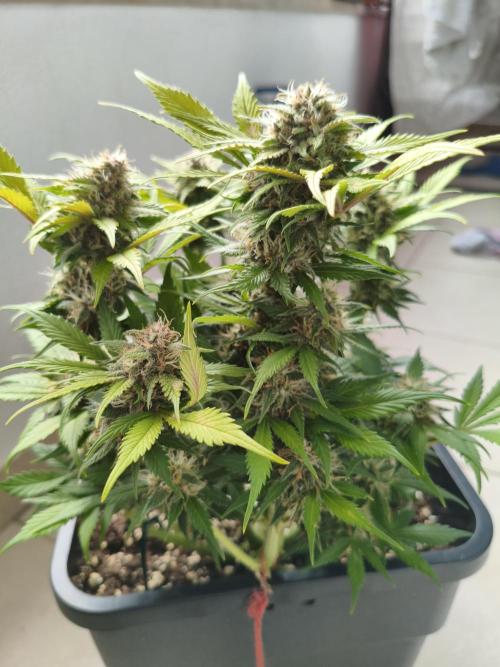 Frostbanger Auto - Fast buds. Week 8