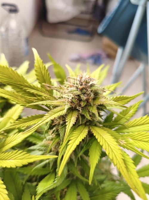 Frostbanger Auto - Fast buds. Week 8