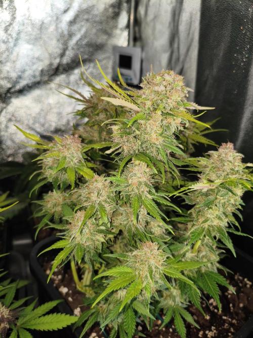 Frostbanger Auto - Fast buds. Week 9