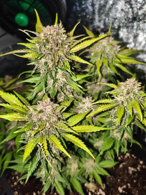 Frostbanger Auto - Fast buds. Week 9