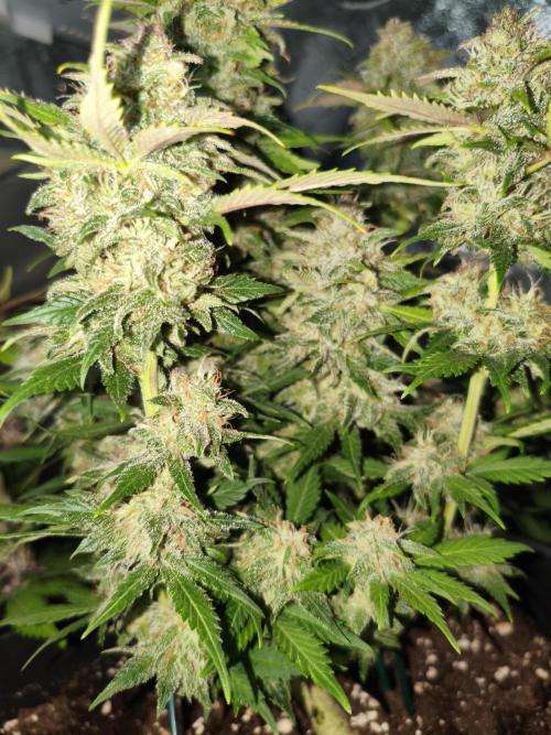 Frostbanger Auto - Fast buds. Week 9