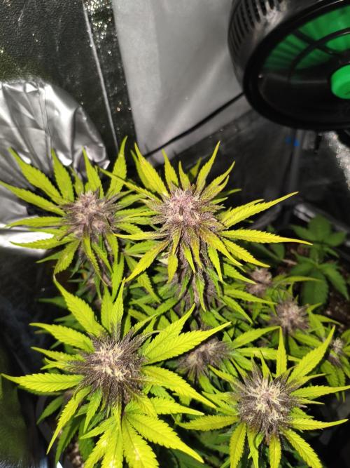 Lemon Cherry Cokkies Auto - Fast buds. Week 9