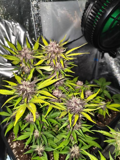 Lemon Cherry Cokkies Auto - Fast buds. Week 9