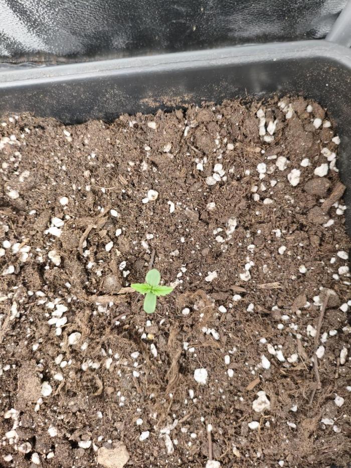 Mix Auto RF3  #FastBuds. Week 1
