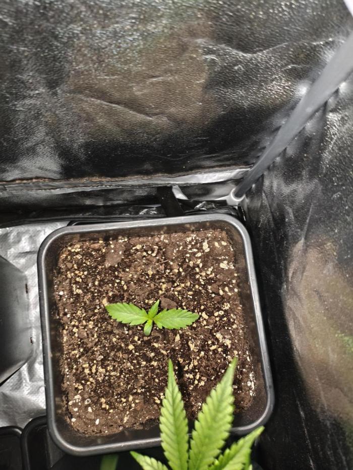 Mix Auto RF3  #FastBuds. Week 2