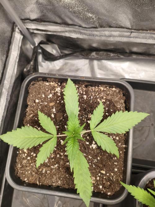 Mix Auto RF3  #FastBuds. Week 3