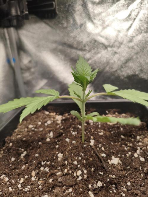 Mix Auto RF3  #FastBuds. Week 3