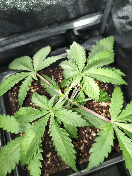 Mix Auto RF3  #FastBuds. Week 3