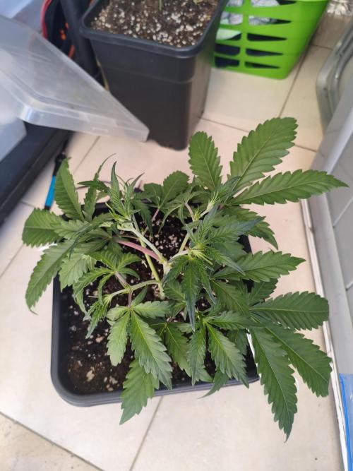Mix Auto RF3  #FastBuds. Week 4