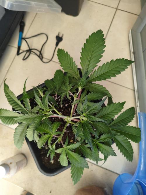 Mix Auto RF3  #FastBuds. Week 4